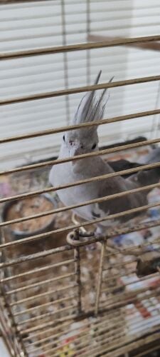 cocktail female