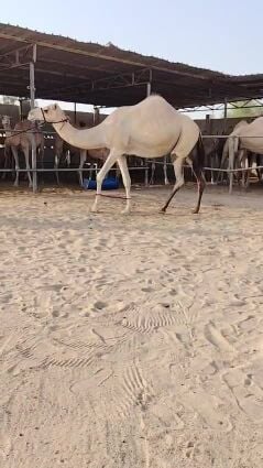 مدني