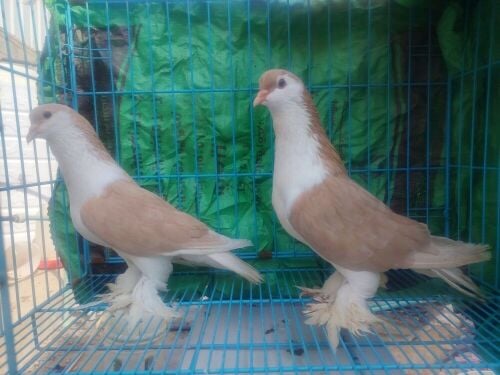 all fancy pigeon pair 150 qar