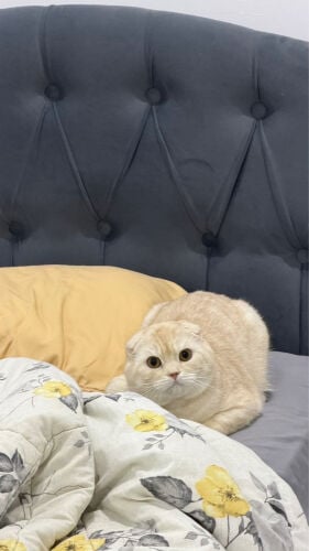 قط سكوتش فولد للتبني 