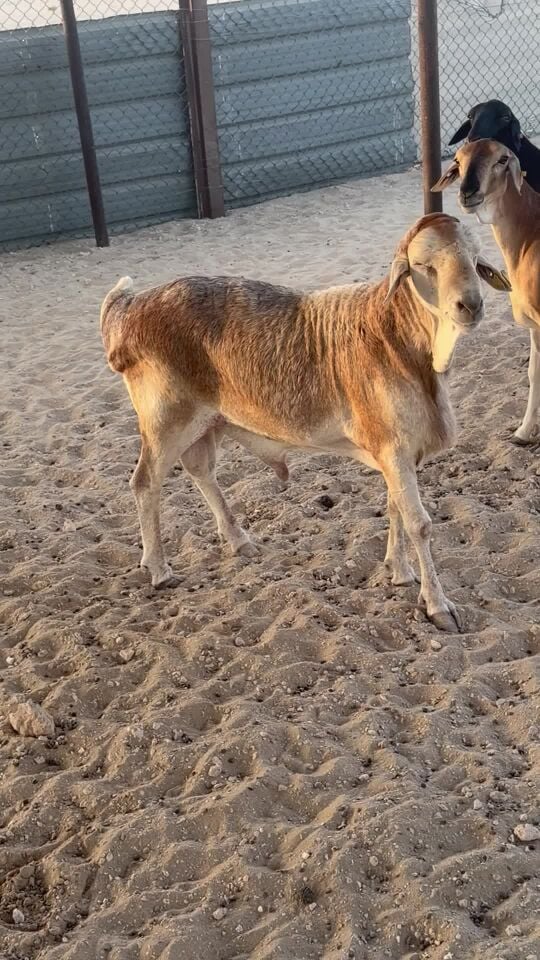 فحل  منتج حار 