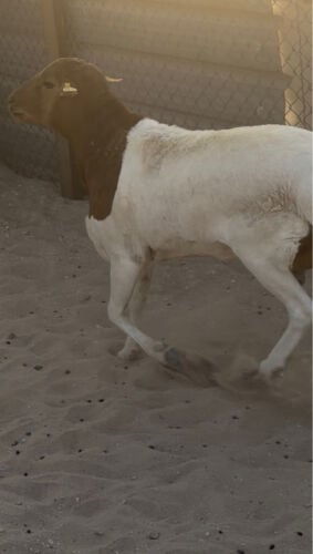 فحل بربري