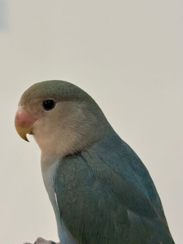 روز