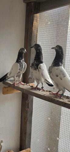 home breed teddy pigeons