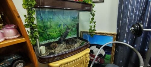 fish aquarium