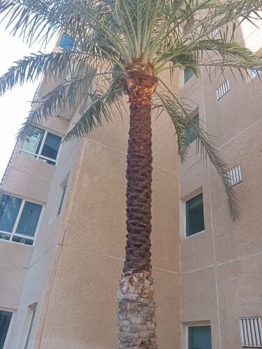 تنظيف وشنطونيا ونخيل ت٥٥٧٤٤٣٦٣