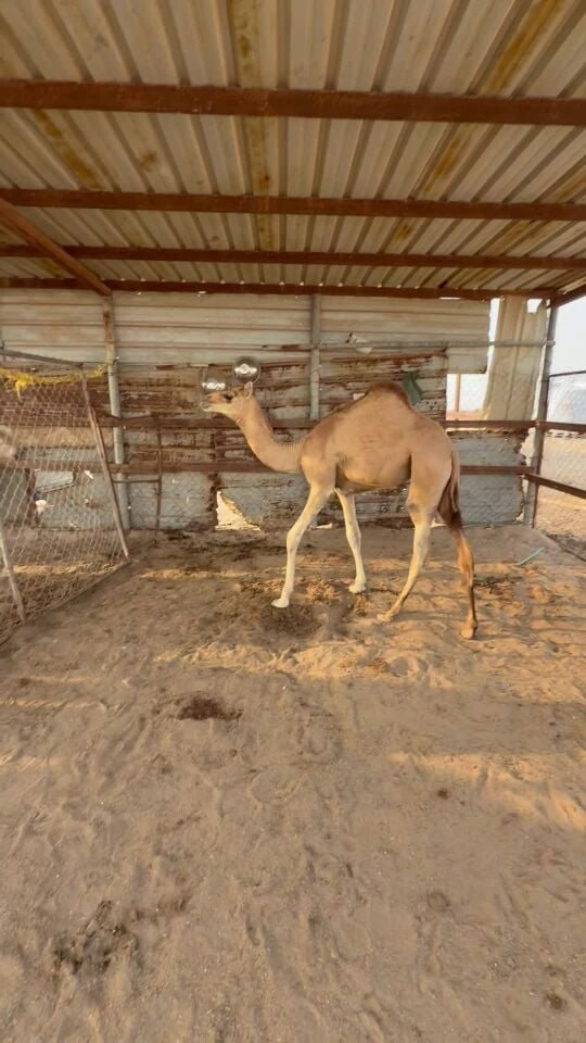 بنت ملبي عبيد ومها حره طيبه