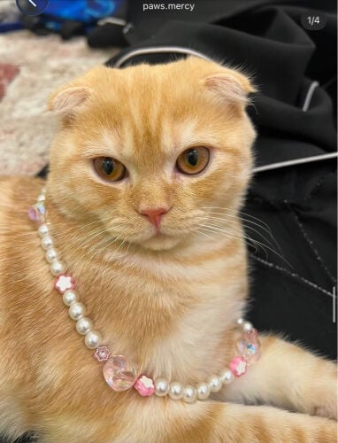 Scottish Fold Cat