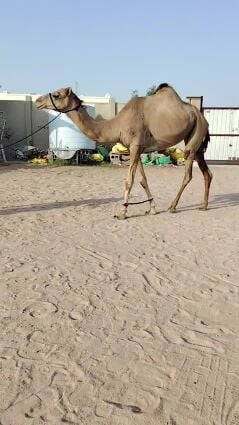 بكر مدني
