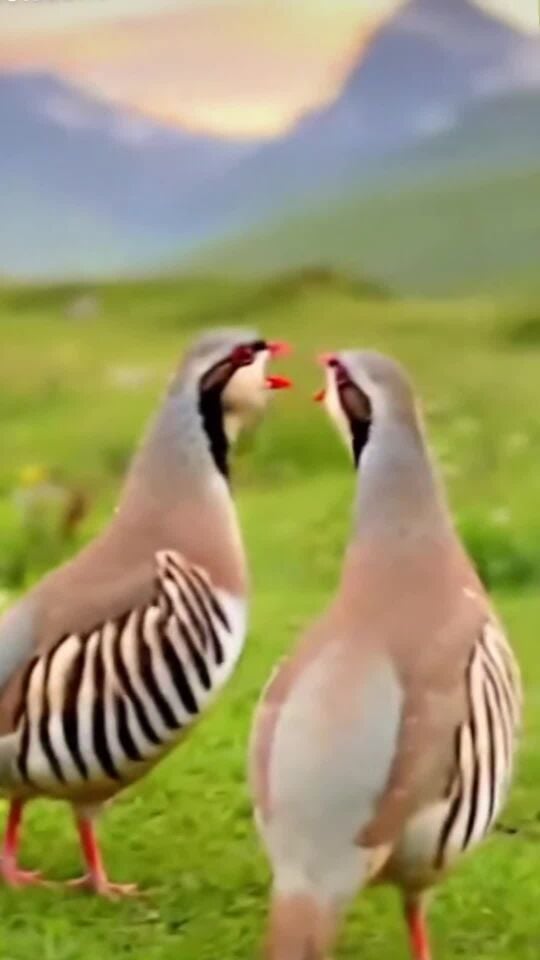 حجل بني