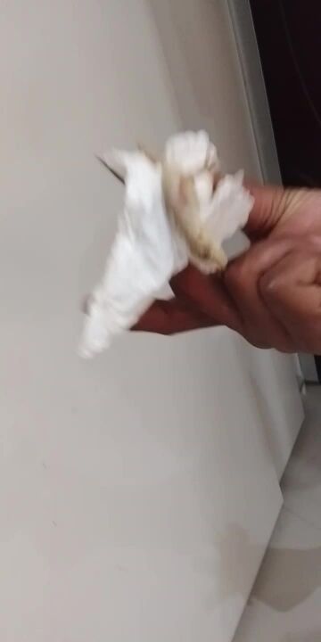 تسليك المناهيل ومكافحه الحشرات