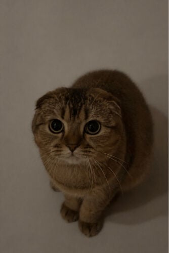 Scottish fold pure
