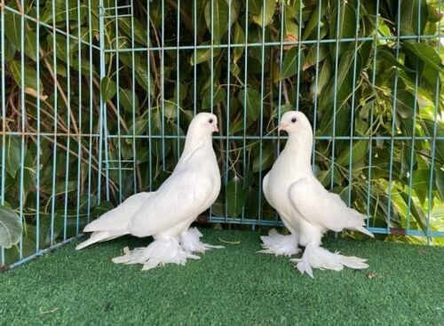 safaki breeding pair