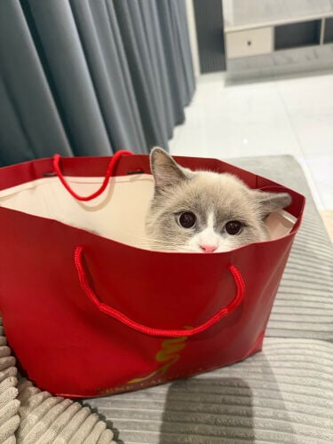 Cute and kind cat 