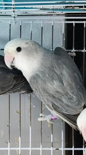 male black opline rose