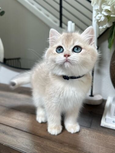 British Short Hair Kitten