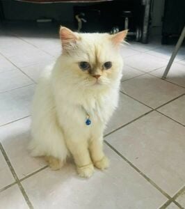 Persian cat, Urgent selling,
