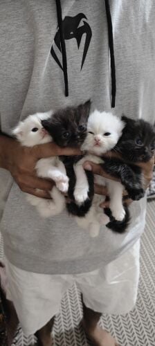 kittens