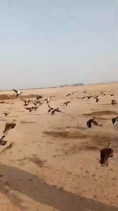 بط خضاري طيار 