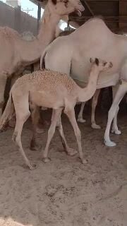 للبيع حوار ضيار