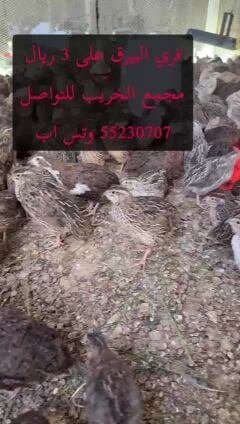 فري 