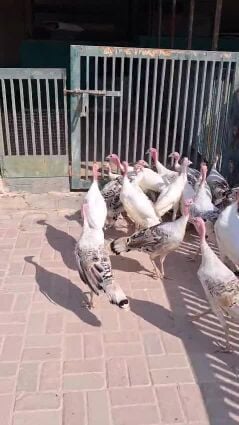 للبيع رومي علايم للطيور