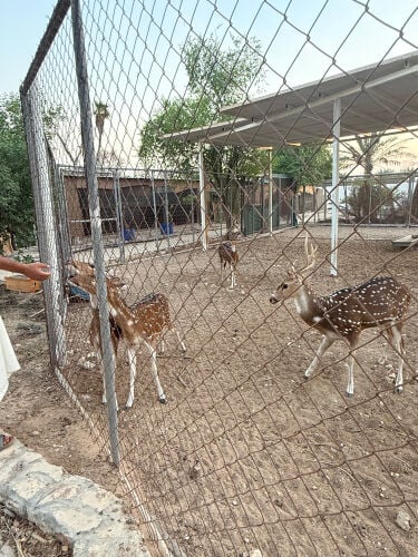 Fallow deer
