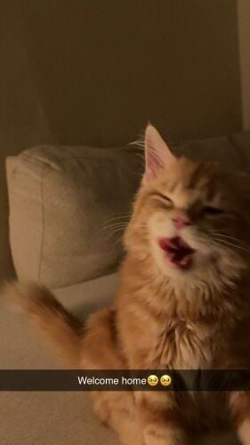 A 5-month-old kitten