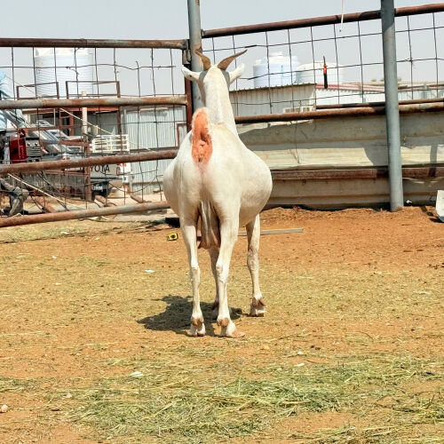 للبيع عنز عمانيه برصه دافع طيبه 