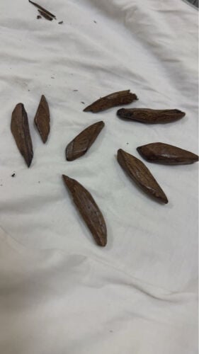 عود موركي