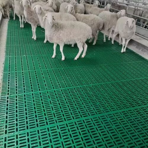 Plastic flooring for sheep lambing