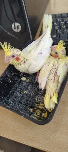Red-Eyed Lutino Chicks Available