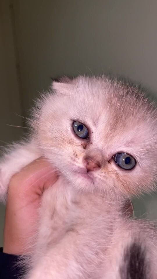 Scottish fold 