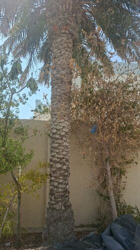 palm tree