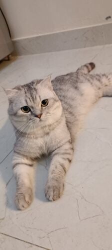 scotch fold male cat