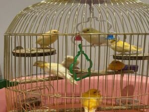 7 Canaries for sale
