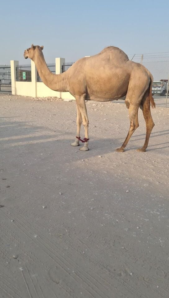 مدني طيبه