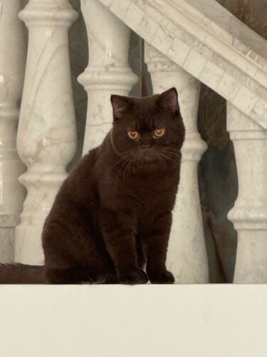 British short-hair chocolate color 