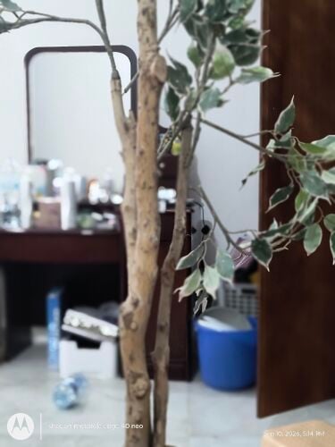 Artificial Variegated