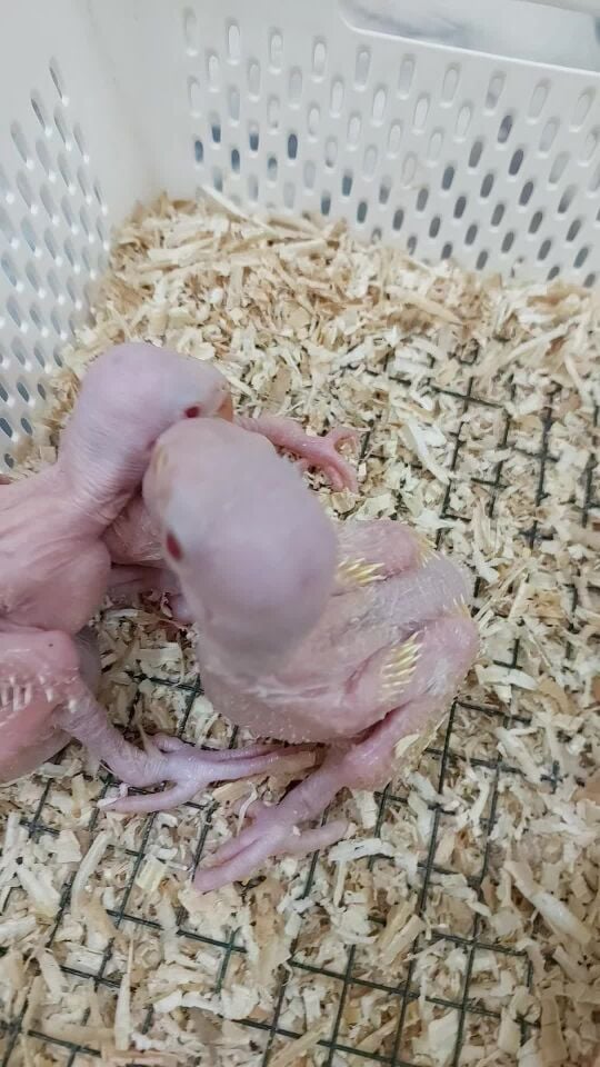 yellow ringneck chick for sale