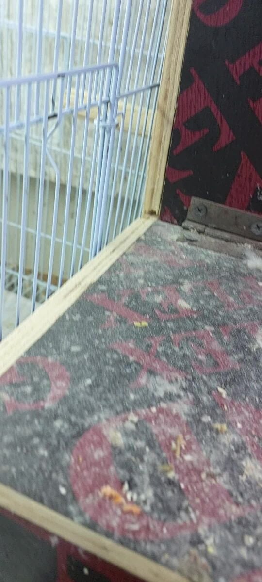breeding female for sale