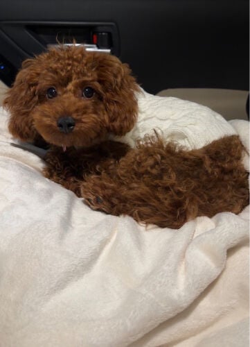 toy poodle