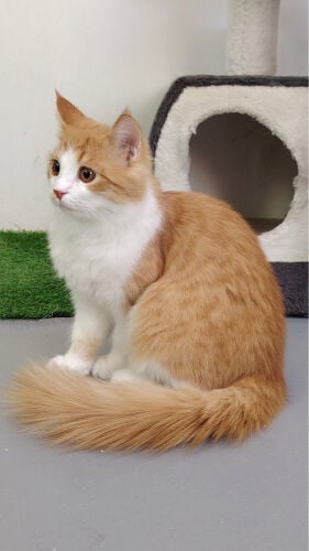 Persian cat 