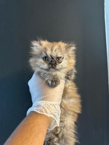 Shirazi kitten