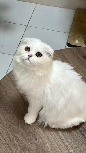 Scottish Longhair Kitten