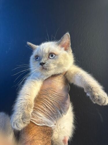 Himalayan Kitten