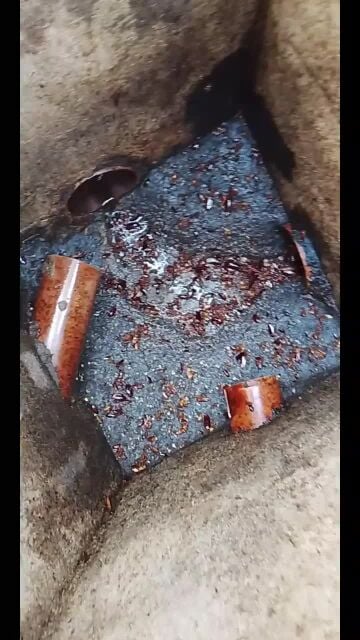 مكافحه الحشرات وتسليك المناهيل