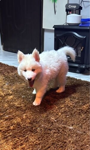 Husky