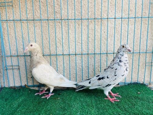 zajal breeding pair