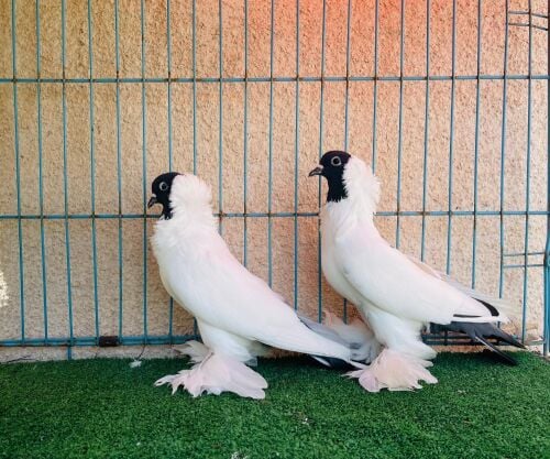 more Hed breeding pair